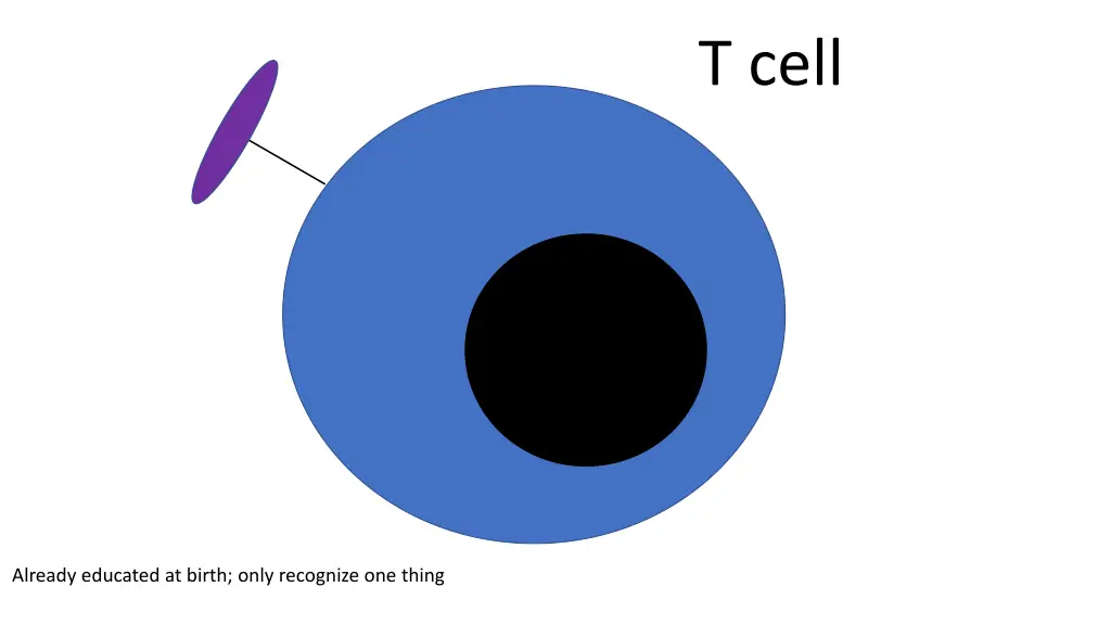 t cell 1