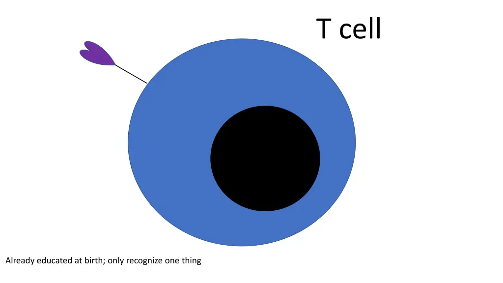 t cell 2