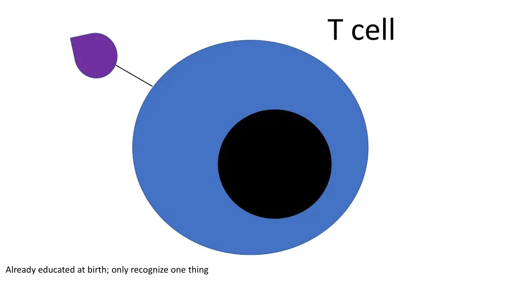 t cell 3