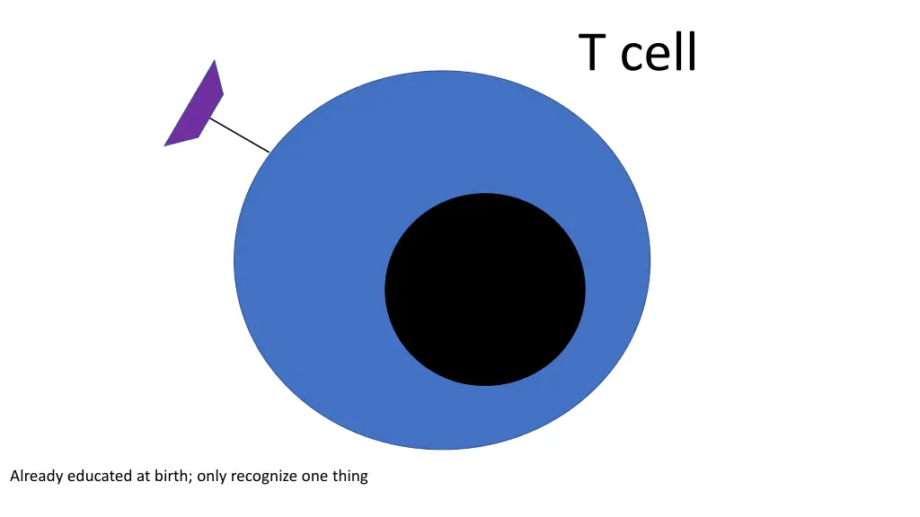 t cell