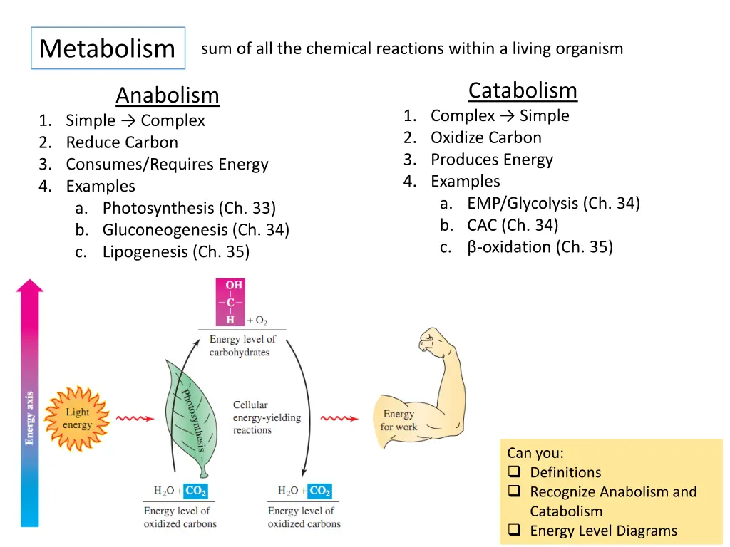 metabolism