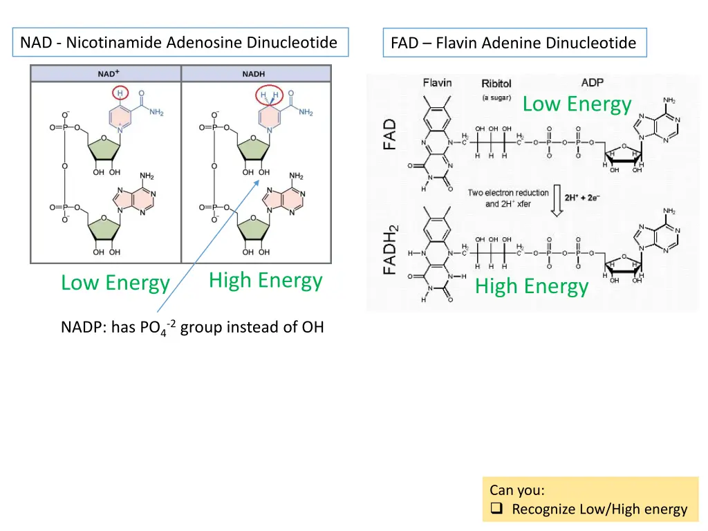 nad nicotinamide adenosine dinucleotide