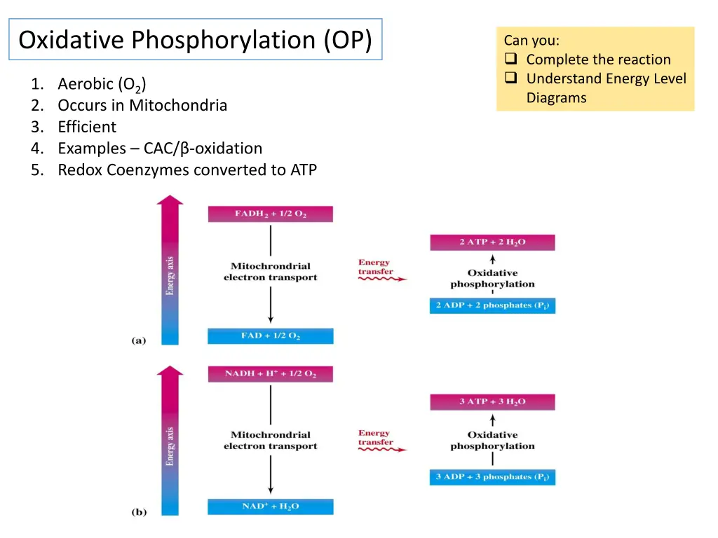 oxidative phosphorylation op