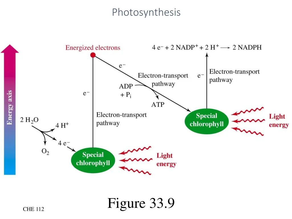 photosynthesis