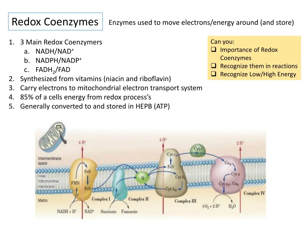 redox coenzymes