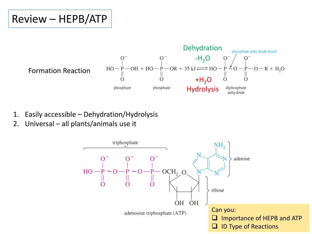 review hepb atp