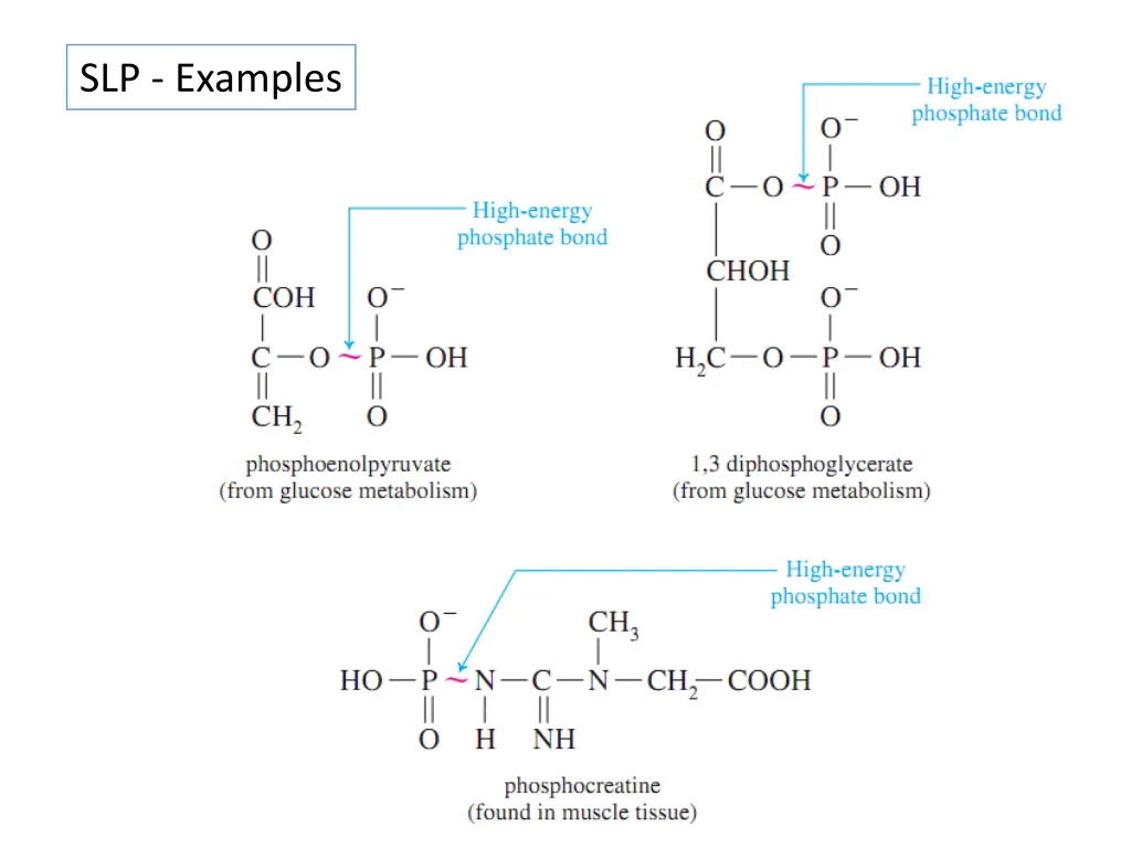 slp examples