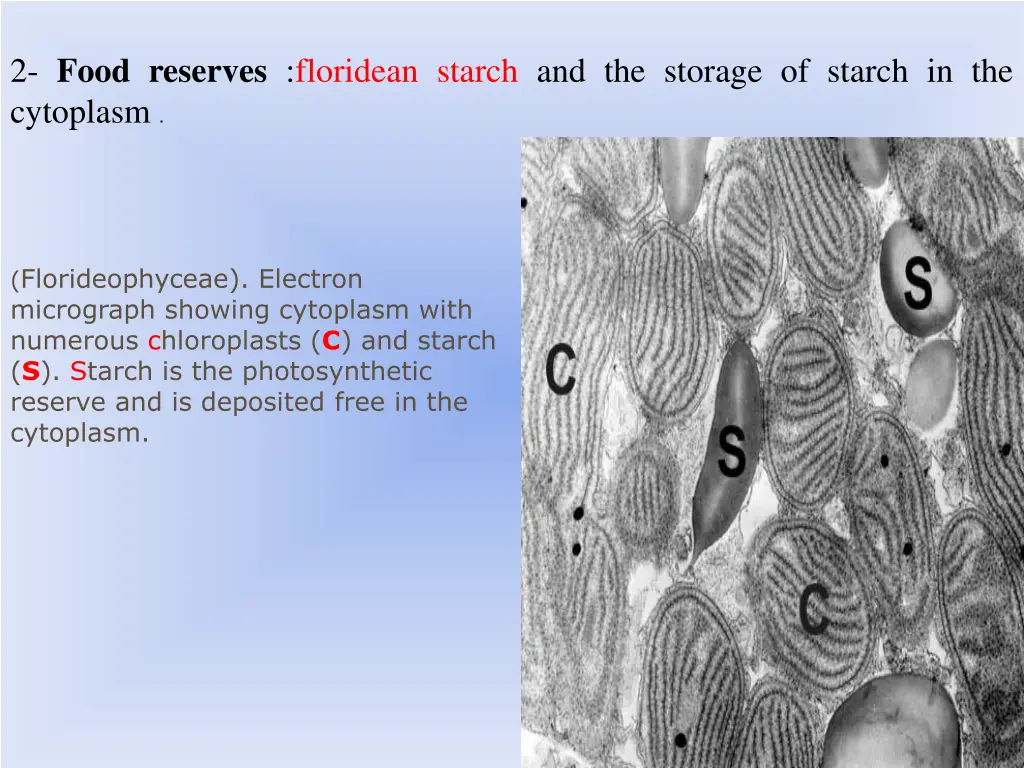 2 food reserves floridean starch and the storage