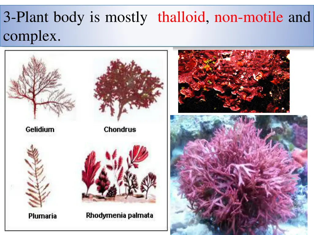 3 plant body is mostly thalloid non motile