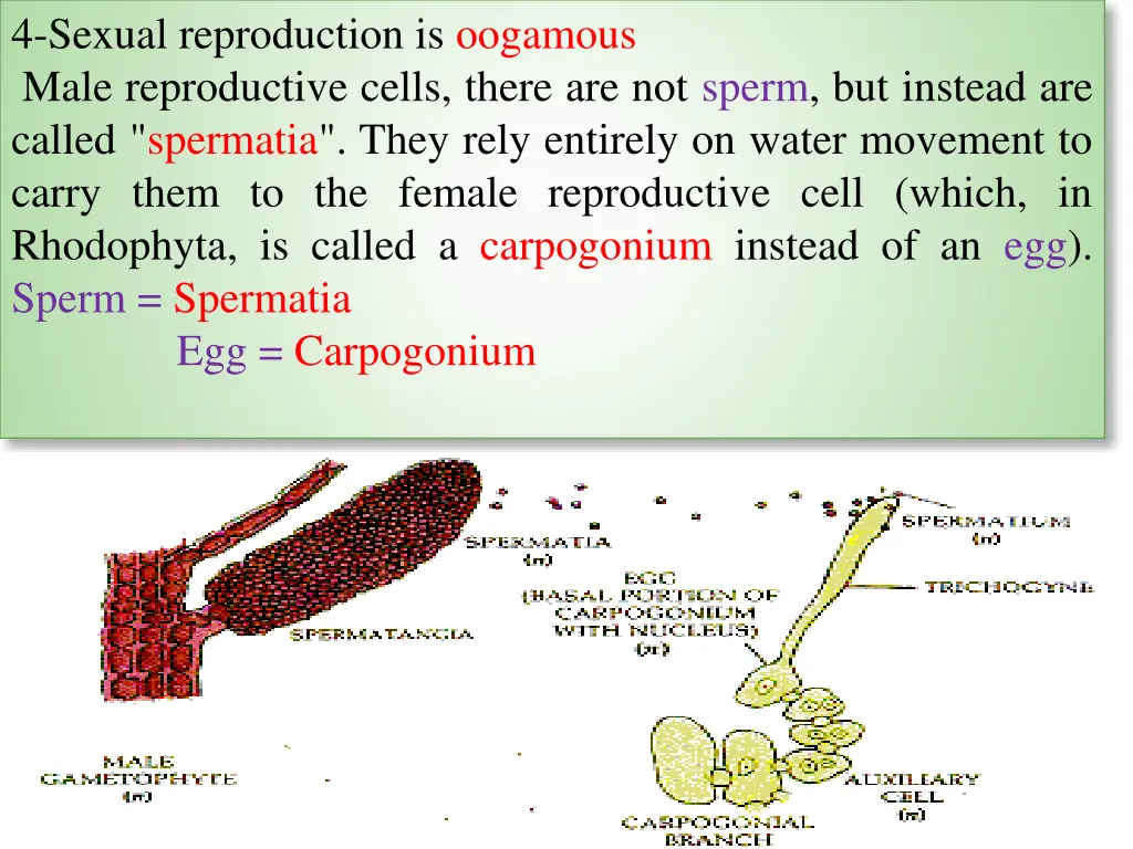 4 sexual reproduction is oogamous male