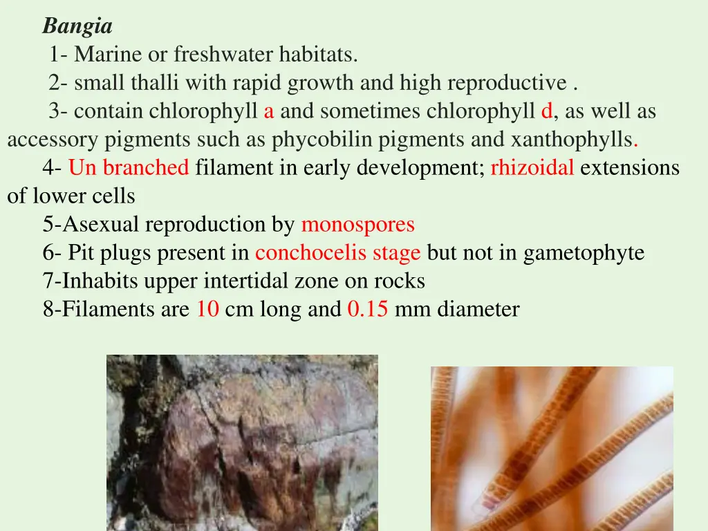 bangia 1 marine or freshwater habitats 2 small