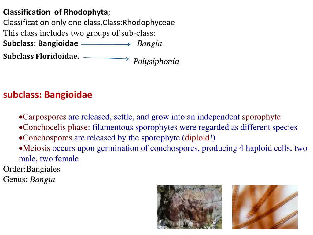 classification of rhodophyta classification only