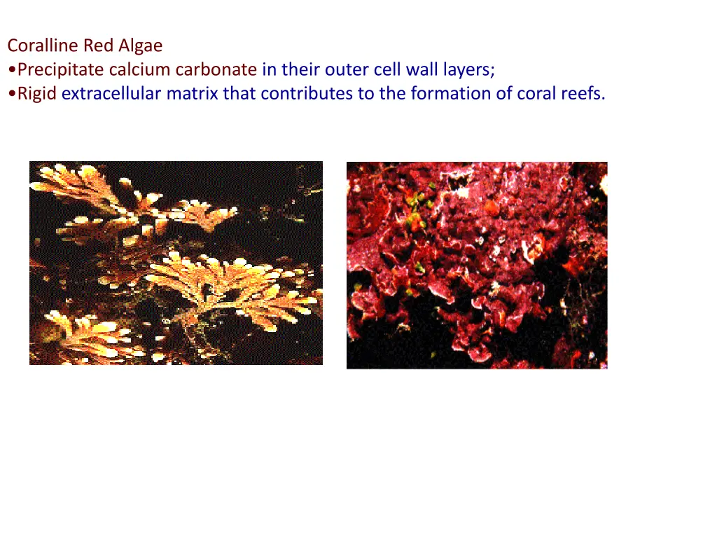 coralline red algae precipitate calcium carbonate