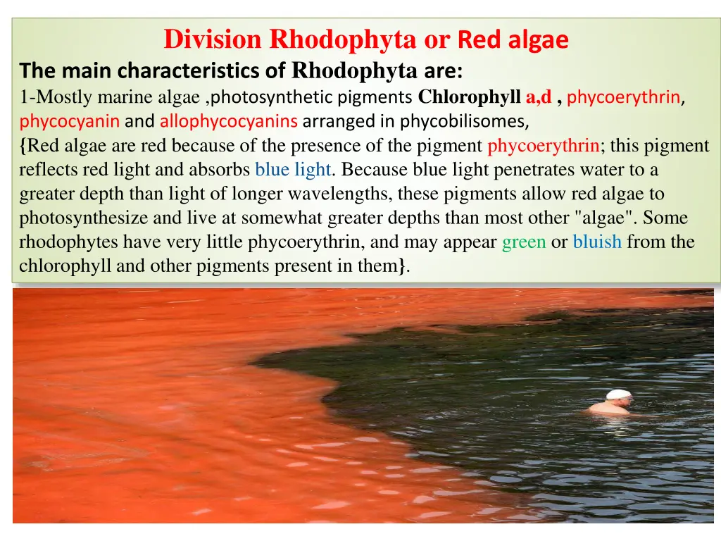 division rhodophyta or red algae the main