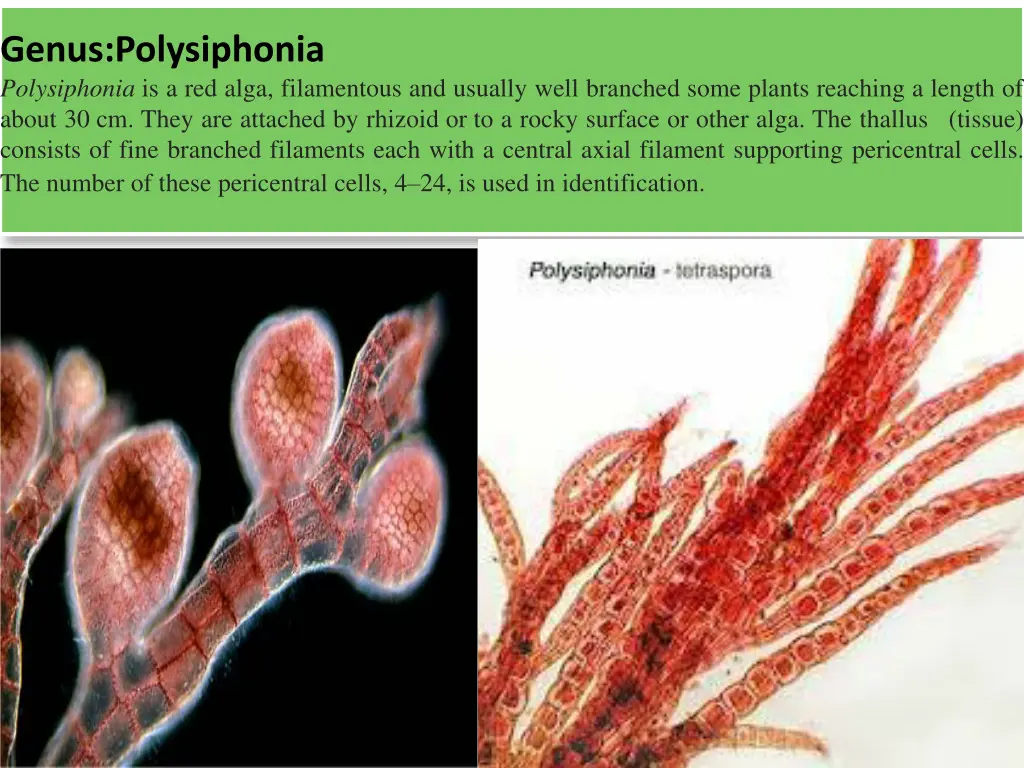 genus polysiphonia polysiphonia is a red alga