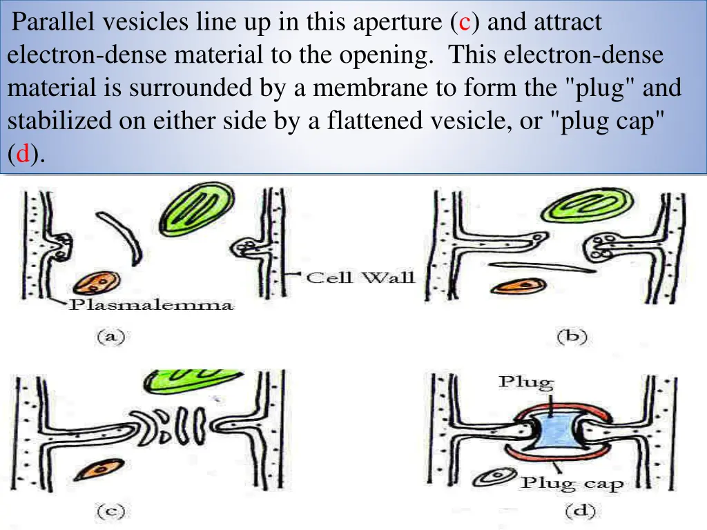 parallel vesicles line up in this aperture