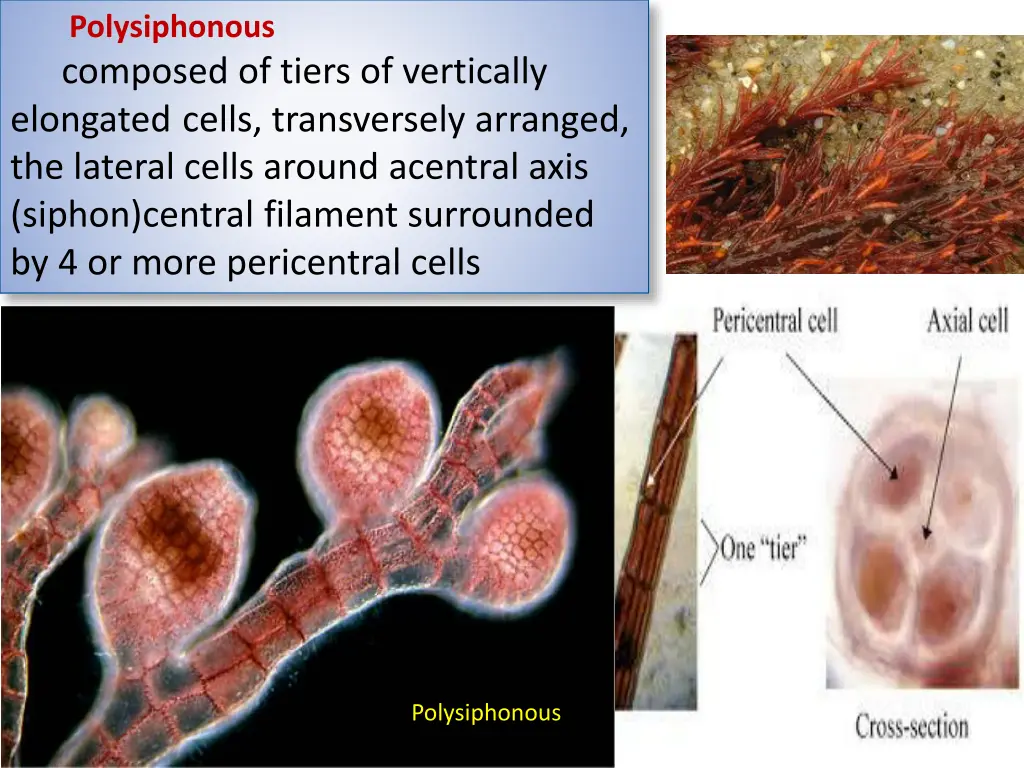 polysiphonous composed of tiers of vertically