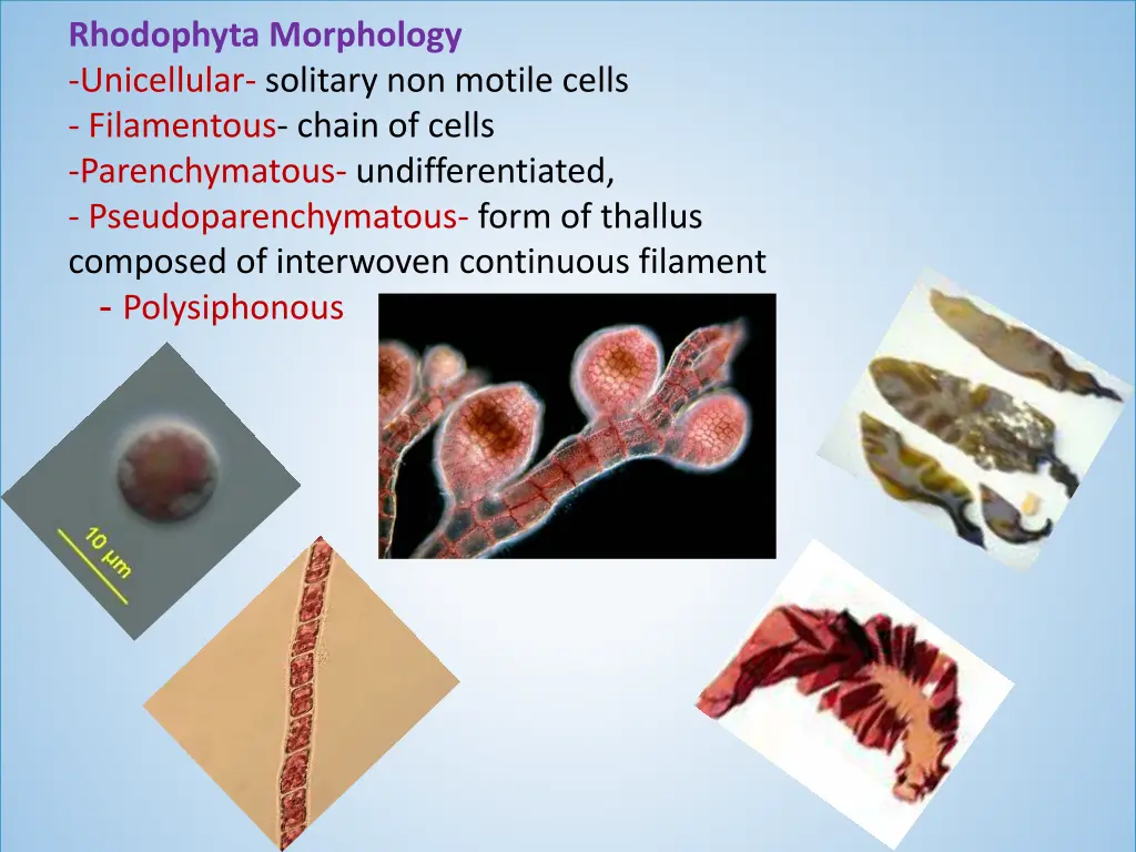 rhodophyta morphology unicellular solitary