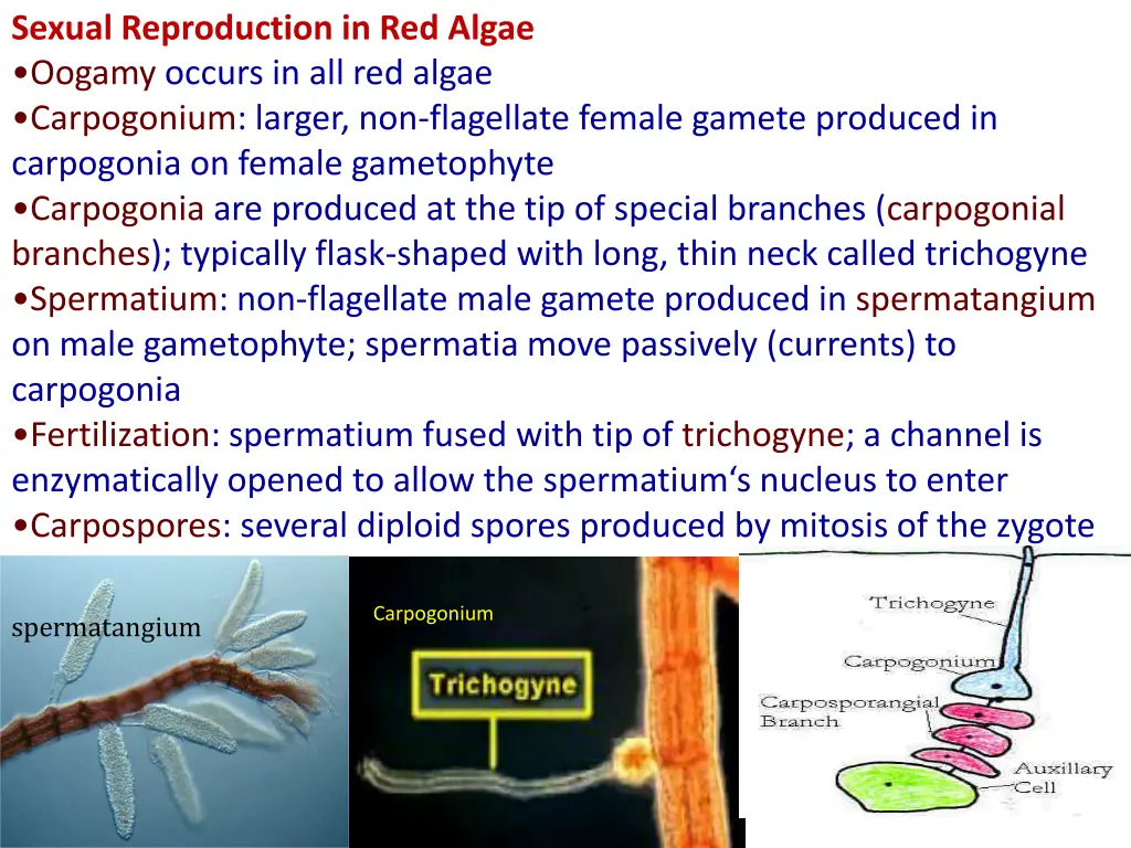 sexual reproduction in red algae oogamy occurs