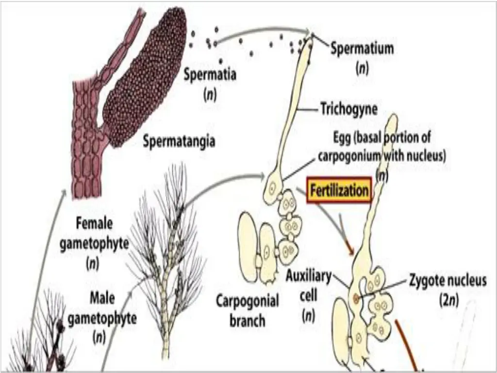 slide15