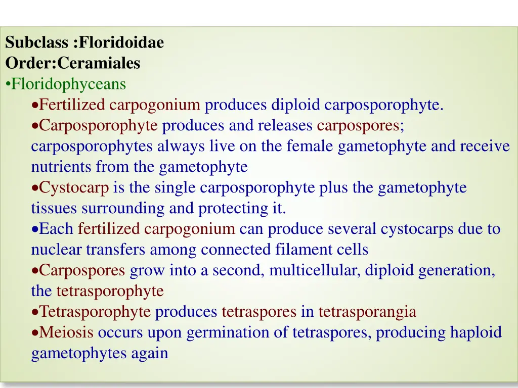 subclass floridoidae order ceramiales