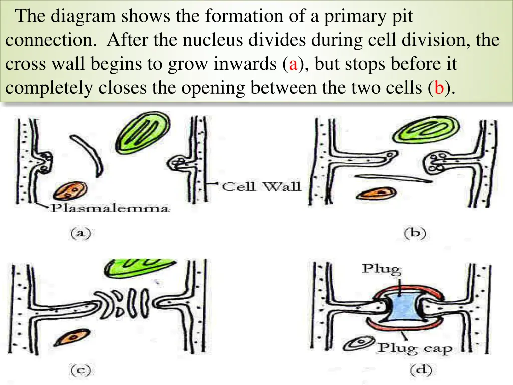 the diagram shows the formation of a primary