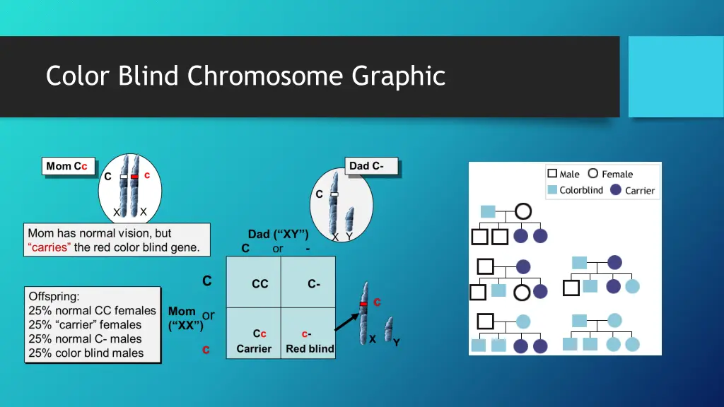 color blind chromosome graphic