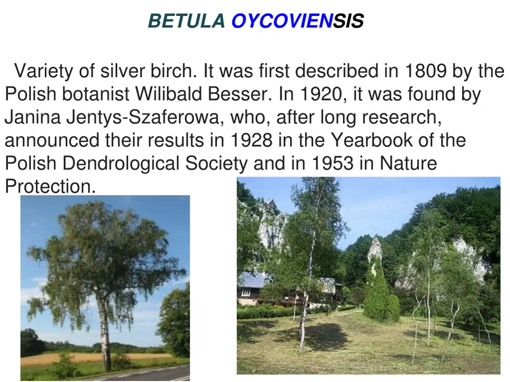 betula oycoviensis