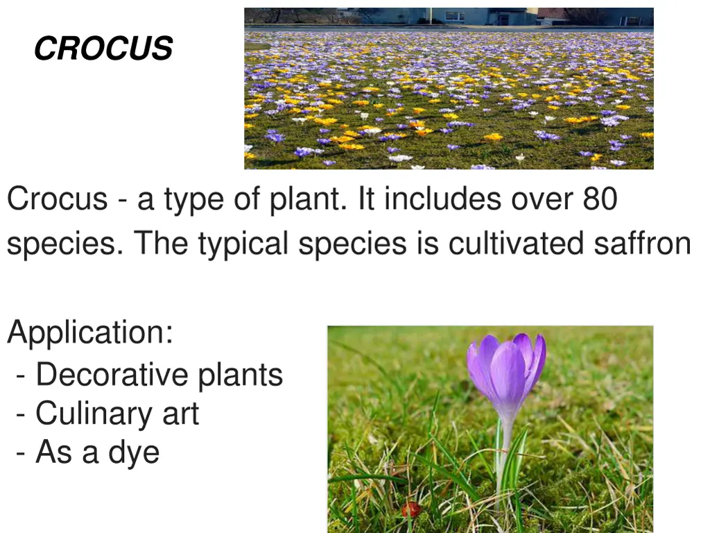 crocus