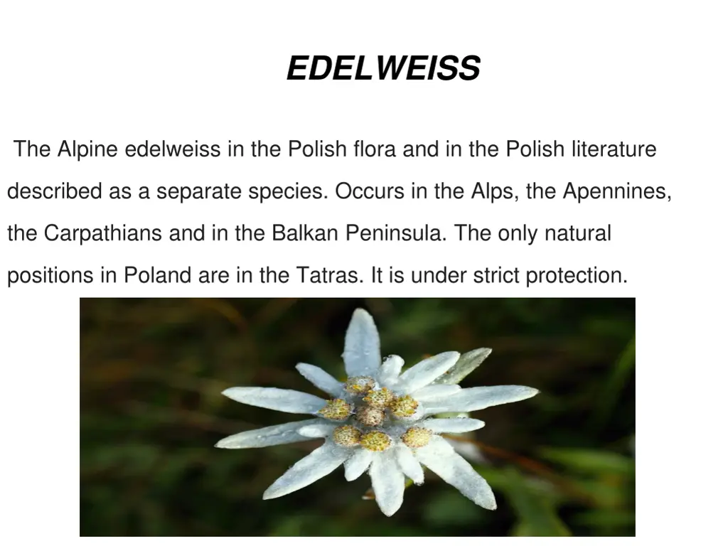 edelweiss