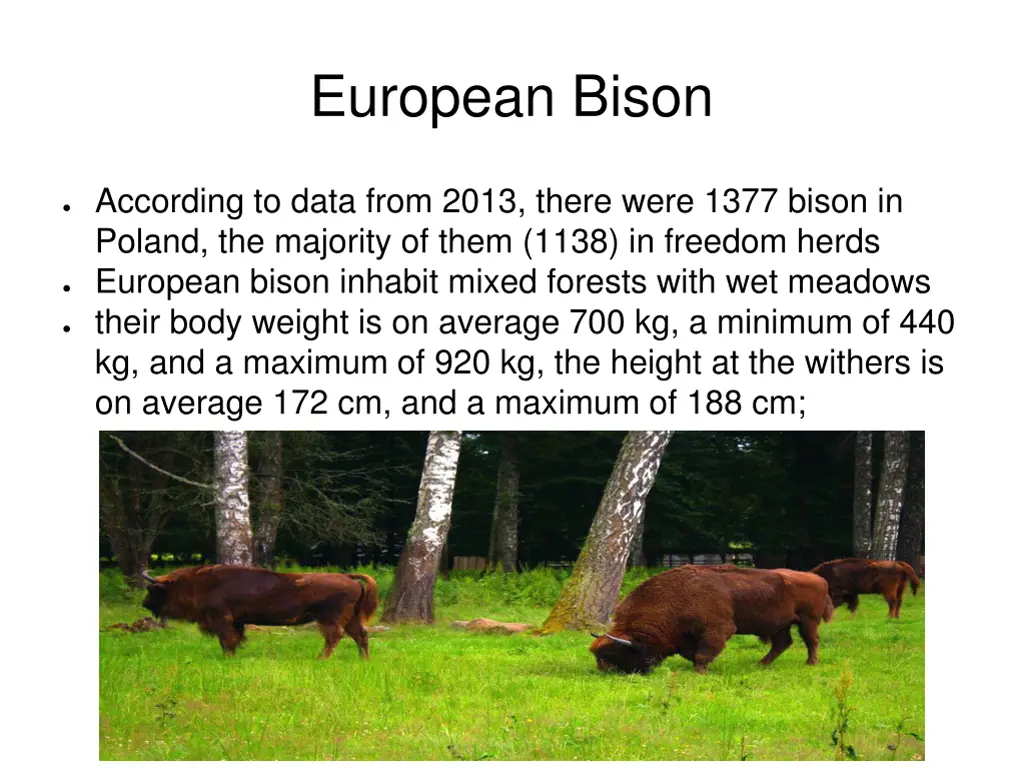 european bison