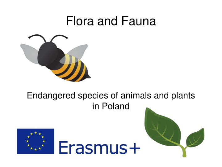 flora and fauna