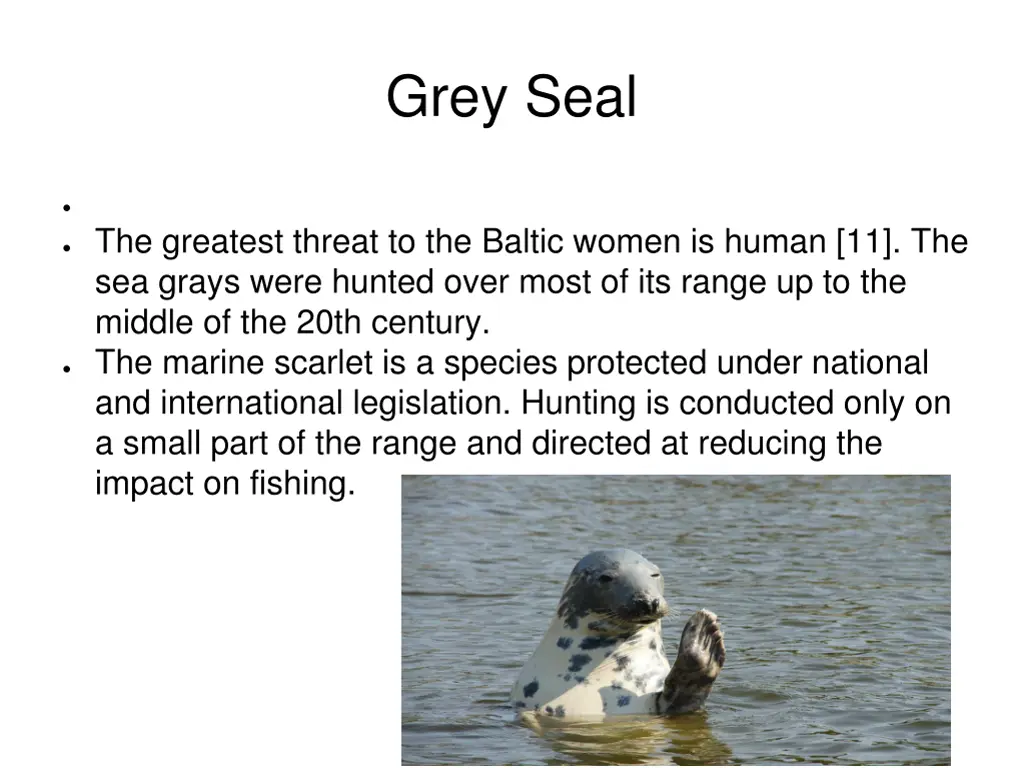 grey seal