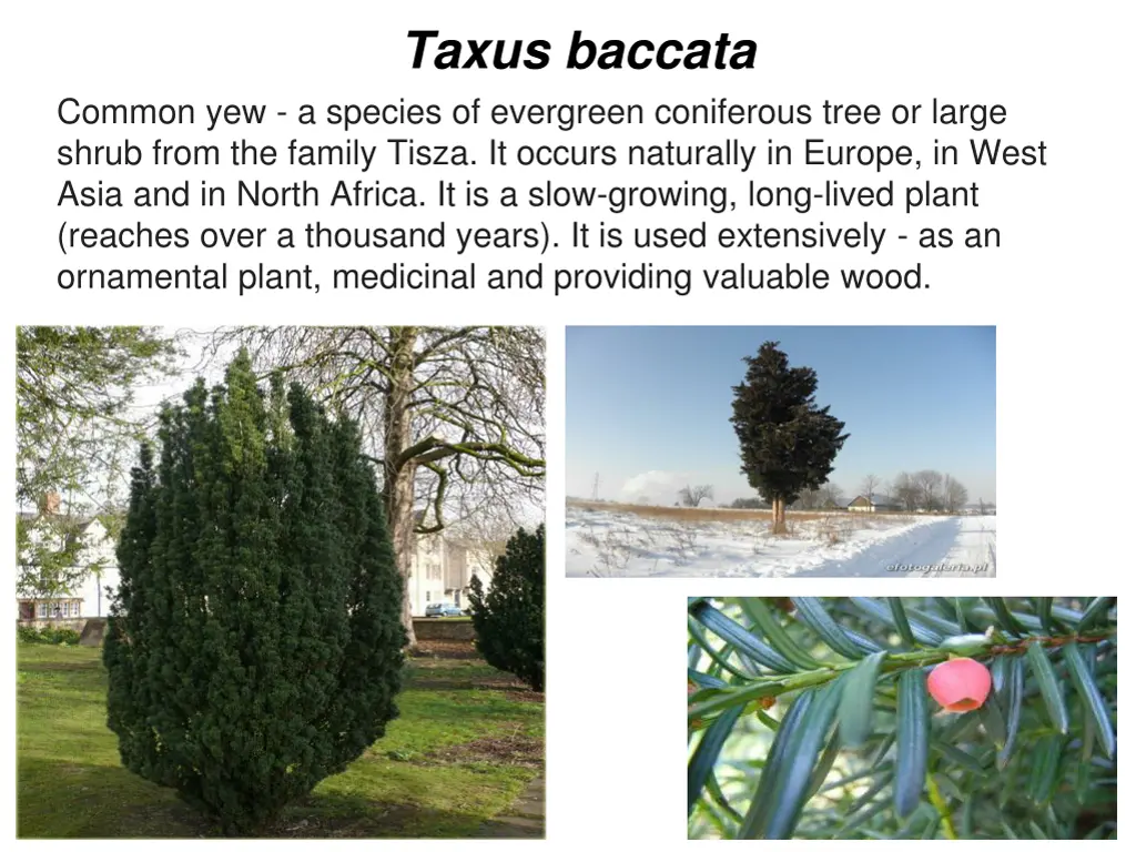 taxus baccata