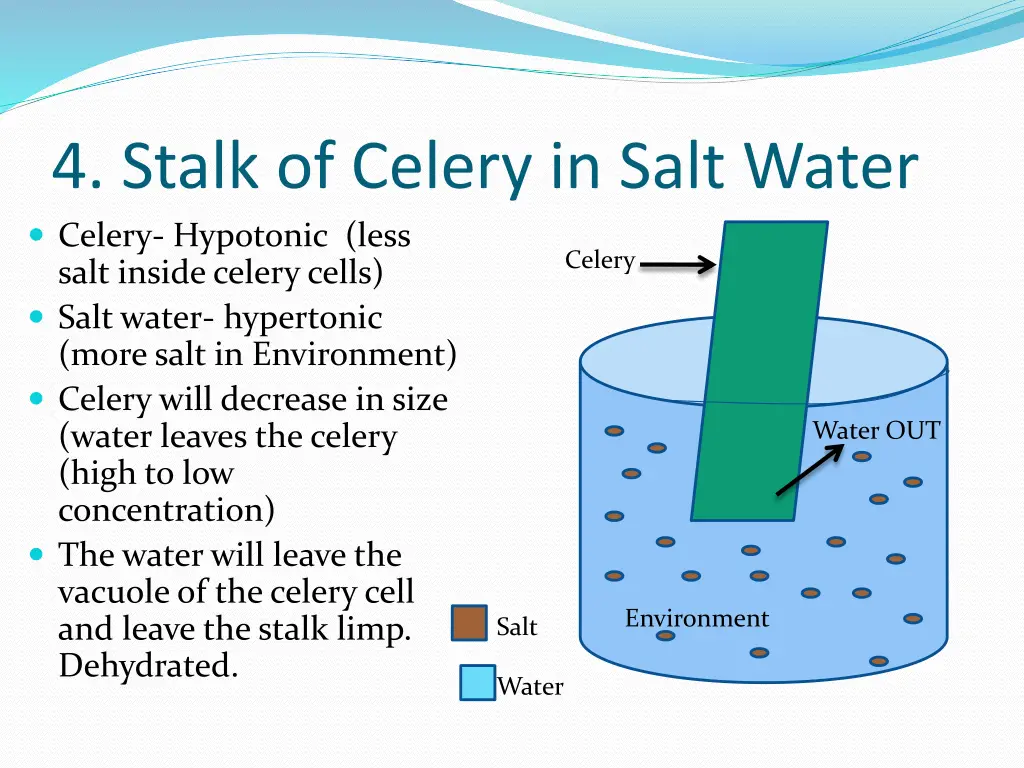 4 stalk of celery in salt water celery hypotonic