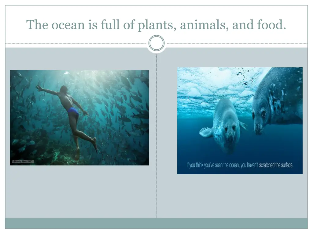 the ocean is full of plants animals and food