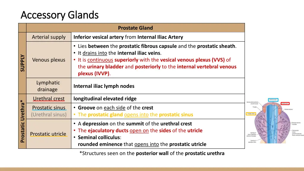 accessory glands accessory glands 2