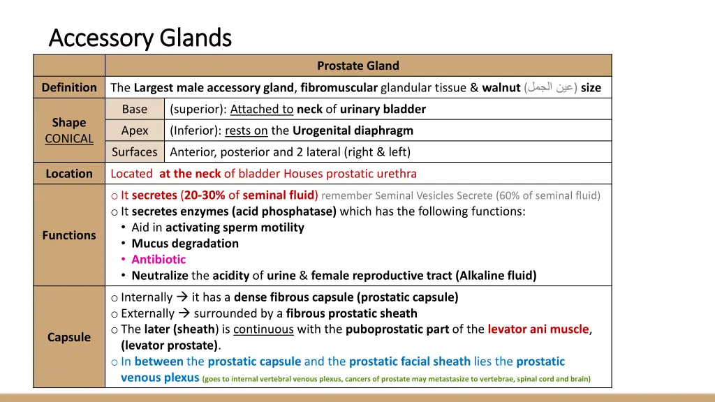 accessory glands accessory glands