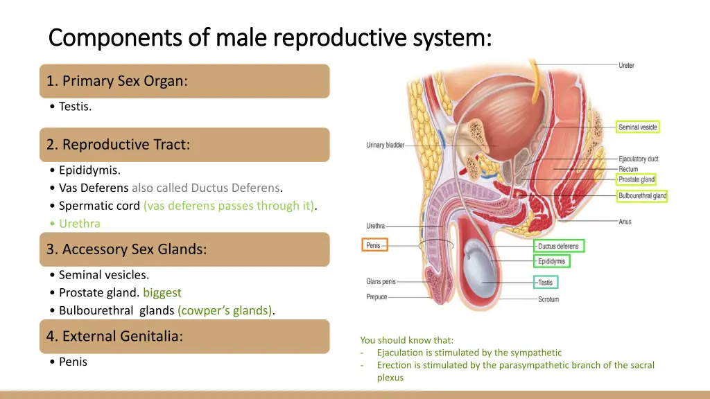 components of male reproductive system components