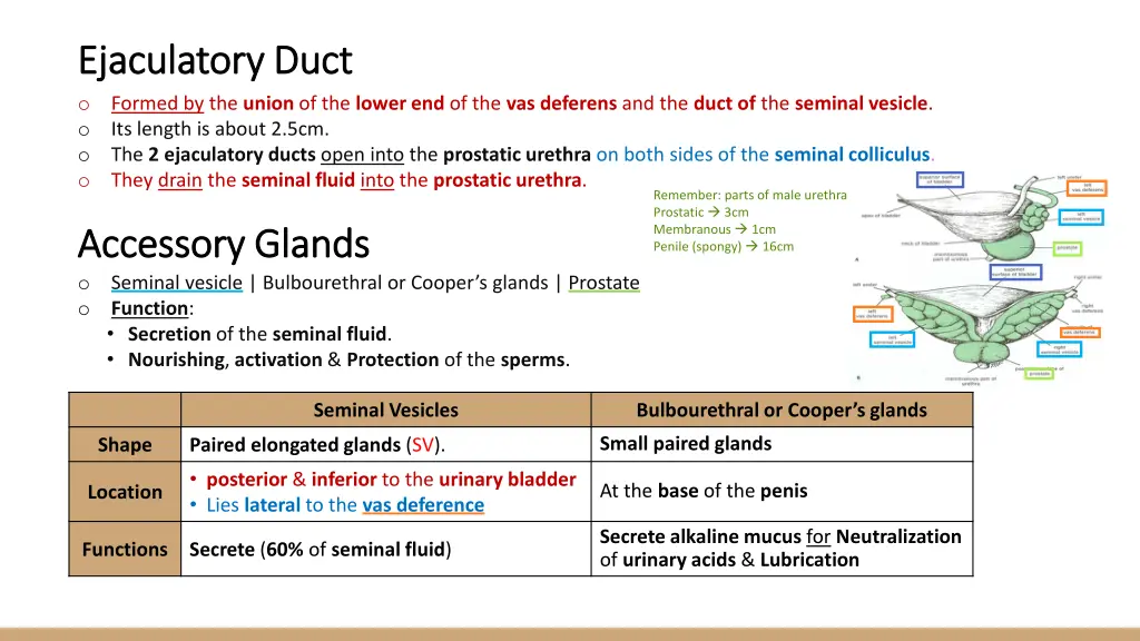 ejaculatory duct ejaculatory duct o formed