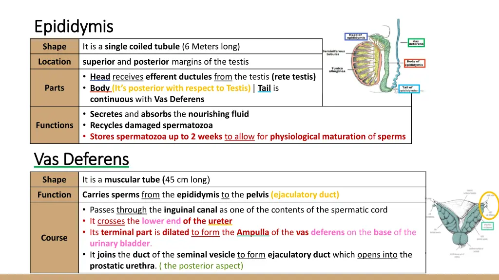 epididymis epididymis