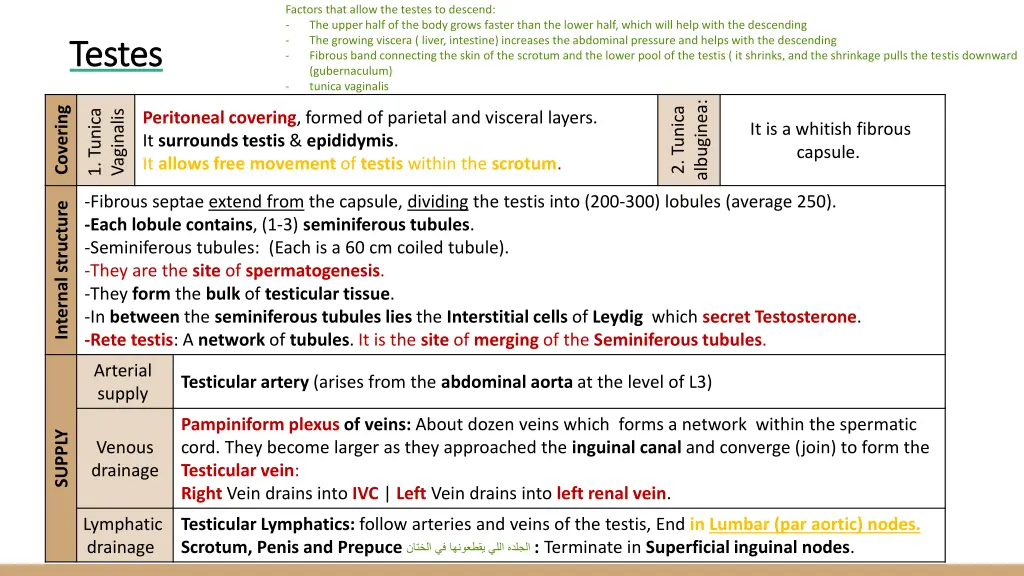 factors that allow the testes to descend