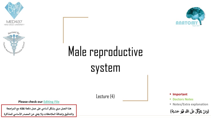 male reproductive system