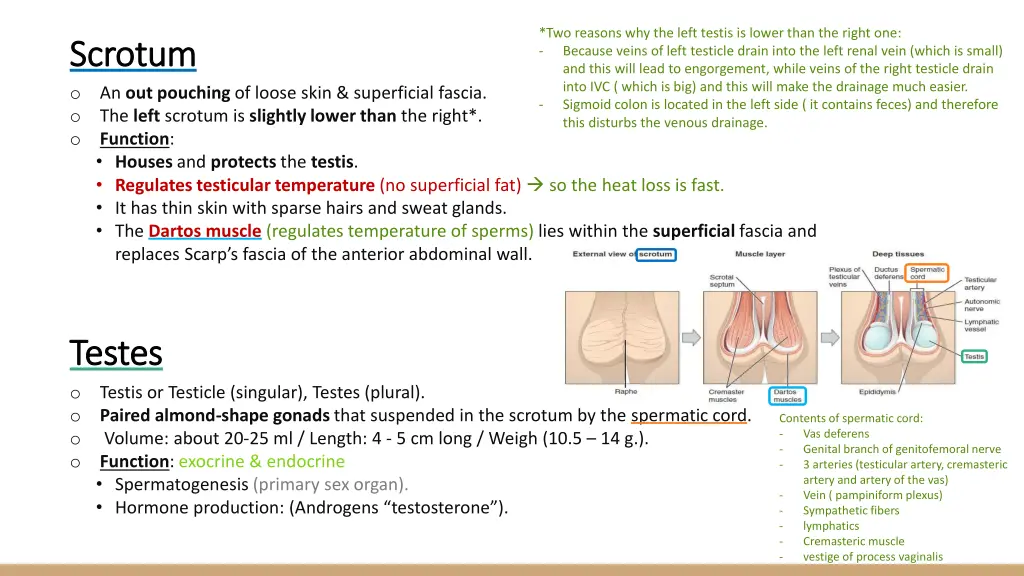 two reasons why the left testis is lower than