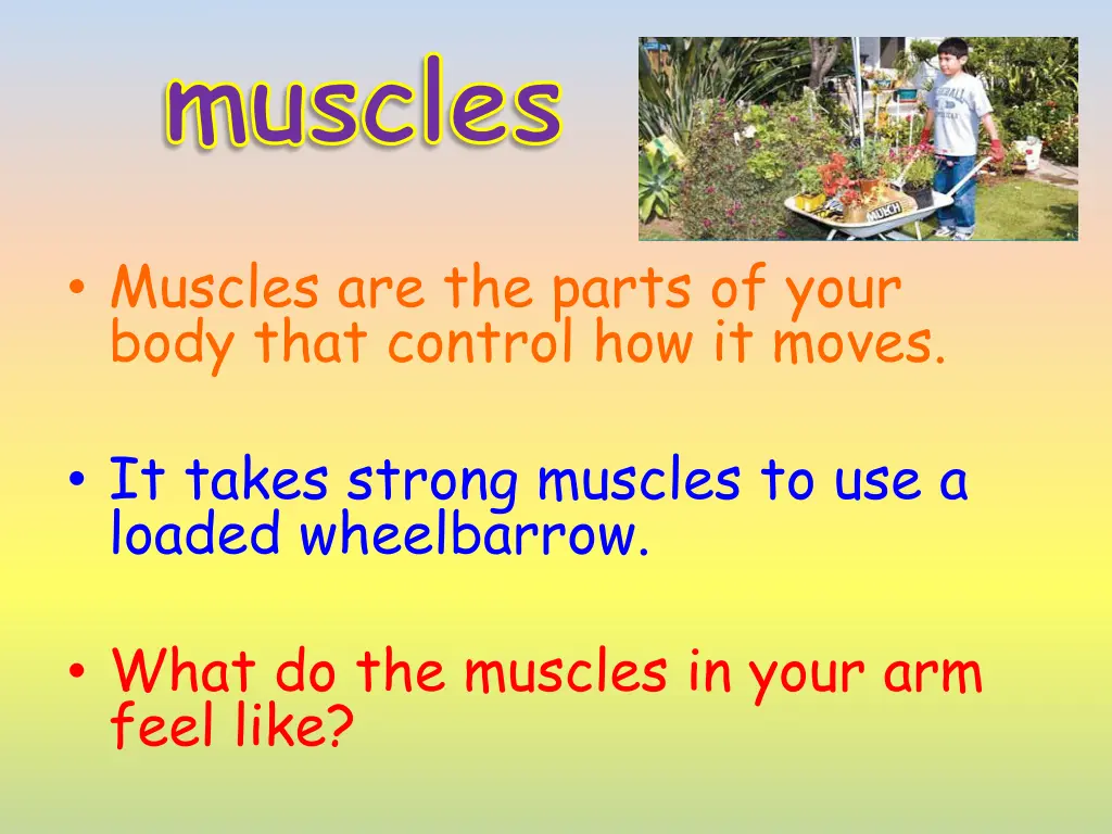 muscles