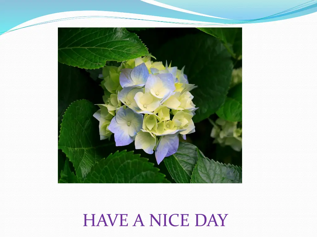 have a nice day