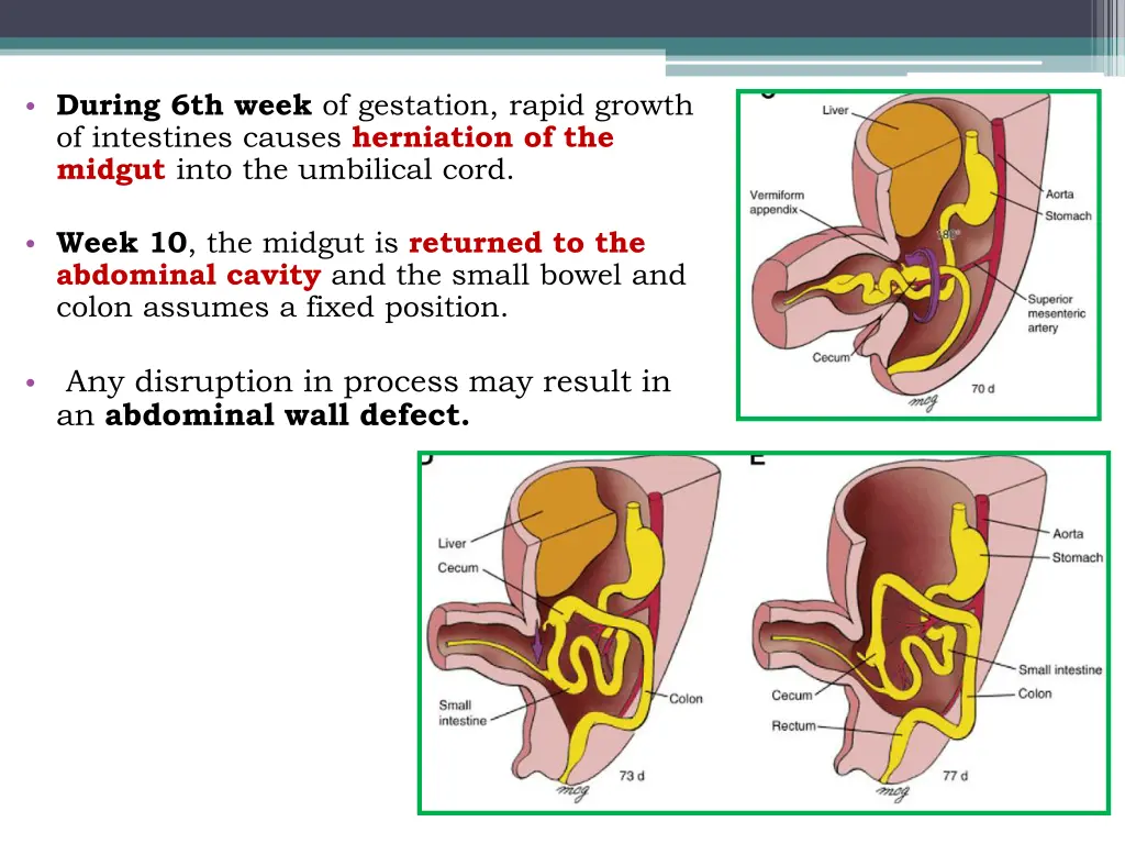 during 6th week of gestation rapid growth