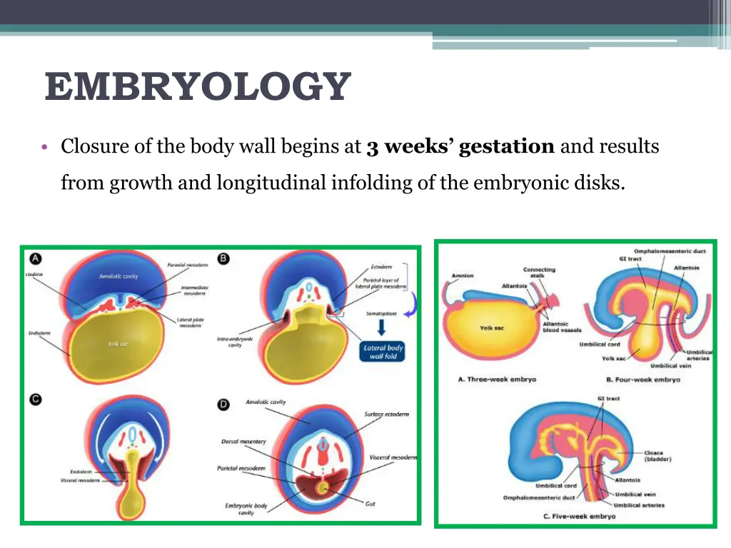 embryology