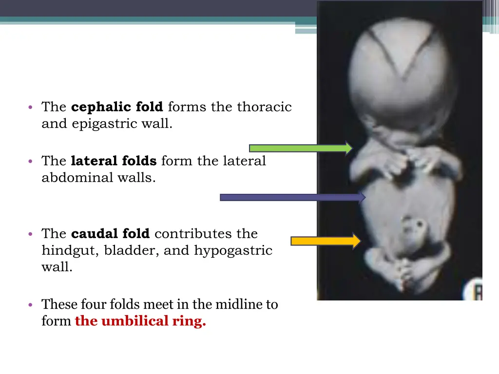 the cephalic fold forms the thoracic