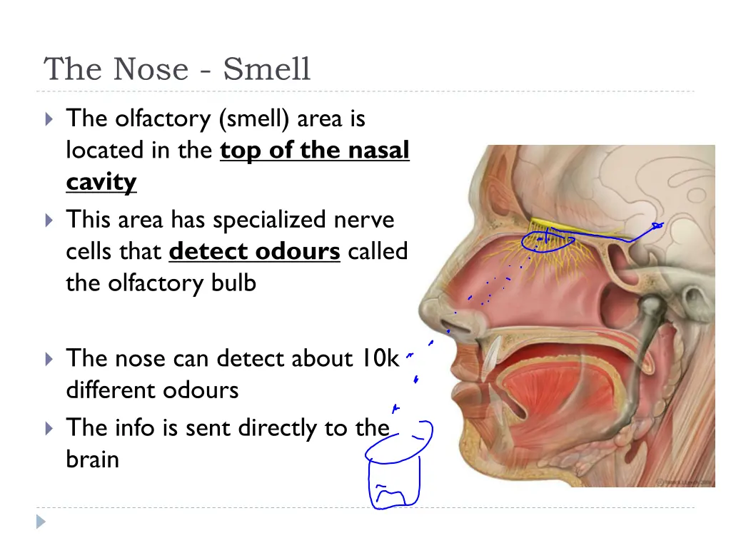 the nose smell 1